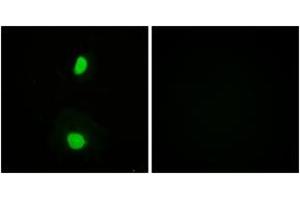 Immunofluorescence (IF) image for anti-K(lysine) Acetyltransferase 5 (KAT5) (AA 52-101) antibody (ABIN2888777) (KAT5 antibody  (AA 52-101))