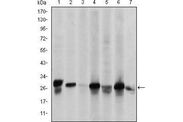 HSP27 antibody