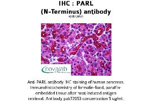 Image no. 1 for anti-Presenilin Associated, Rhomboid-Like (PARL) (N-Term) antibody (ABIN1737869) (PARL antibody  (N-Term))