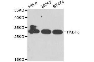 Western blot analysis of extracts of various cell lines, using FKBP3 antibody. (FKBP3 antibody  (AA 1-224))