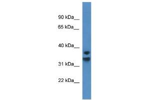 WB Suggested Anti-NFKBID Antibody Titration: 0. (NFKBID antibody  (C-Term))