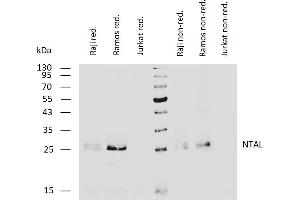 LAT2 antibody  (Cytoplasmic Domain)