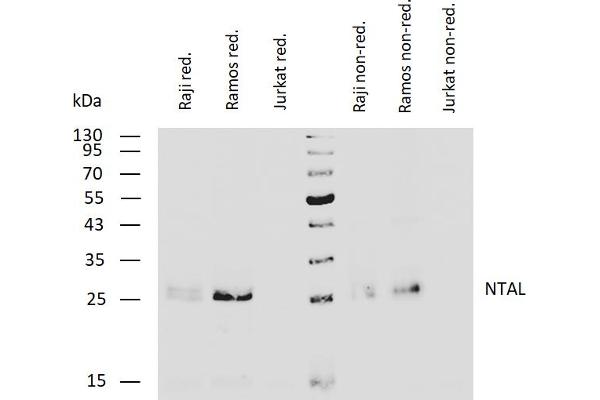 LAT2 antibody  (Cytoplasmic Domain)