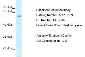 WB Suggested Anti-Zbtb9 Antibody   Titration: 1.