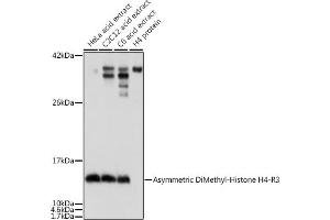 Western blot analysis of extracts of various cell lines, using Asymmetric DiMethyl-Histone H4-R3 antibody (ABIN3016059, ABIN3016060, ABIN3016061, ABIN1680261 and ABIN6219537) at dilution.