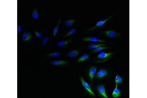 Immunofluorescent analysis of Hela cells using ABIN7161207 at dilution of 1:100 and Alexa Fluor 488-congugated AffiniPure Goat Anti-Rabbit IgG(H+L) (Neurensin 1 antibody  (AA 1-65))