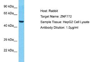 Host: Rabbit Target Name: ZNF772 Sample Type: HepG2 Whole Cell lysates Antibody Dilution: 1. (ZNF772 antibody  (Middle Region))