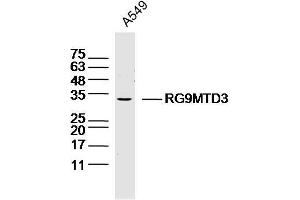 A549 lysates probed with RG9MTD3 Polyclonal Antibody, Unconjugated  at 1:300 dilution and 4˚C overnight incubation. (RG9MTD3 antibody  (AA 101-200))