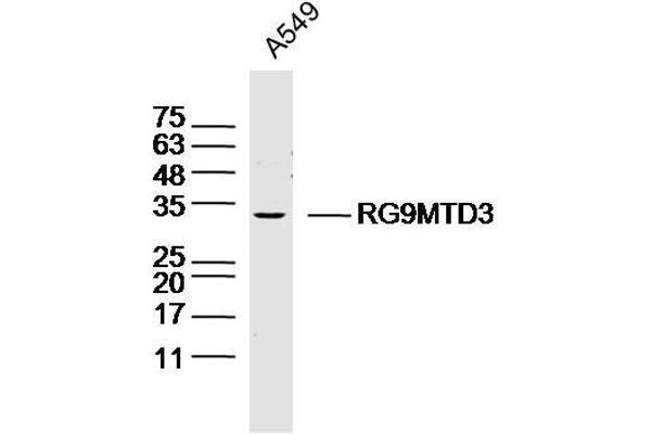 RG9MTD3 anticorps  (AA 101-200)