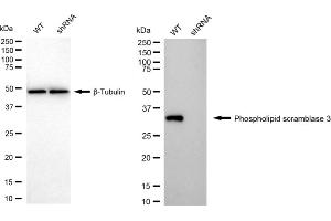 Western blotting analysis using Phospholipid scramblase 3 antibody (ABIN7799827).