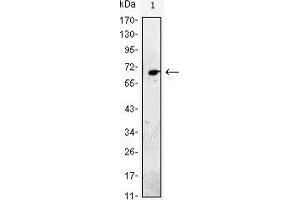 Western blot analysis using EGF mouse mAb against EGF-hIgGFc transfected HEK293 cell lysate. (EGF antibody)