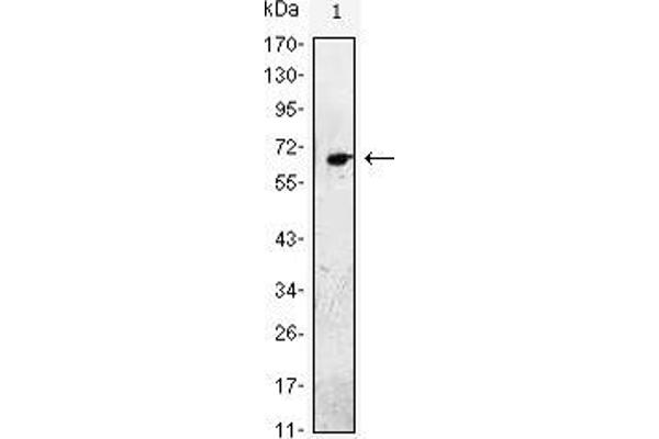 EGF antibody