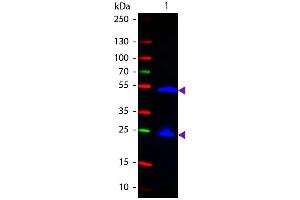 Western Blot of Fluorescein conjugated Goat anti-Rat IgG secondary antibody. (Goat anti-Rat IgG (Heavy & Light Chain) Antibody (FITC) - Preadsorbed)