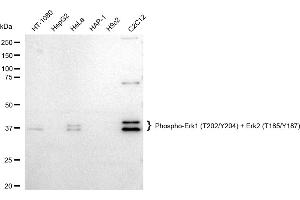Western blotting analysis using Phospho-Erk1 (T202/Y204) + Erk2 (T185/Y187) antibody (ABIN7799453).