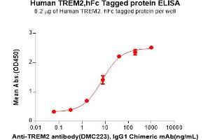 Triggering Receptor Expressed On Myeloid Cells 2 (TREM2) (AA 19-174) protein (Fc Tag)