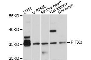 Western blot analysis of extracts of various cells, using PITX3 antibody.