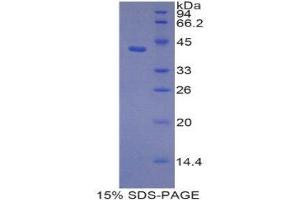 SDS-PAGE (SDS) image for Profilin 3 (PFN3) (AA 1-132) protein (His tag,GST tag) (ABIN2123508) (Profilin 3 Protein (PFN3) (AA 1-132) (His tag,GST tag))