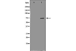 GAS2L1 antibody  (C-Term)