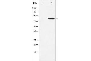 Western blot analysis of STAT3 phosphorylation expression in HeLa whole cell lysates,The lane on the left is treated with the antigen-specific peptide.