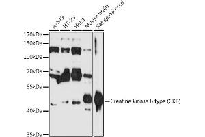 Western blot analysis of extracts of various cell lines, using Creatine kinase B type (Creatine kinase B type (CKB)) antibody (ABIN6127630, ABIN6138649, ABIN6138651 and ABIN6216334) at 1:3000 dilution.
