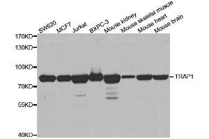 Western blot analysis of extracts of various cell lines, using TRAP1 antibody. (TRAP1 antibody)