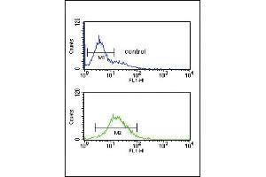 Flow cytometric analysis of K562 cells (bottom histogram) compared to a negative control cell (top histogram). (GZMM antibody  (AA 84-113))