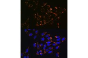 Immunofluorescence analysis of U-2 OS cells using Glutaminase (GLS) (GLS) Rabbit mAb (ABIN7267428) at dilution of 1:100 (40x lens). (Glutaminase antibody)