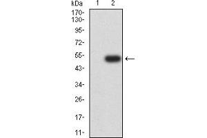 Western blot analysis using CD125 mAb against HEK293 (1) and CD125 (AA: extra 21-196)-hIgGFc transfected HEK293 (2) cell lysate.