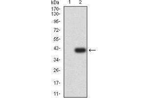 Western blot analysis using P2RY14 mAb against HEK293 (1) and P2RY14 (AA: extra mix)-hIgGFc transfected HEK293 (2) cell lysate.