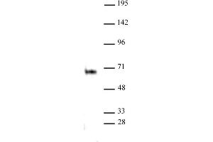 Elk-1 antibody (pAb) tested by Immunoprecipitation. (ELK1 antibody  (C-Term))