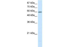 Human HepG2; WB Suggested Anti-SLC30A9 Antibody Titration: 0. (SLC30A9 antibody  (N-Term))
