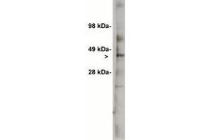 Image no. 1 for anti-UDP-Glucose Ceramide Glucosyltransferase (UGCG) antibody (ABIN201738) (UGCG antibody)