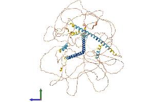 AlphaFold protein structure predicition of Human Recombinant MAML1 Protein, UniprotID Q92585
