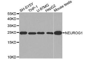 Western blot analysis of extracts of various cell lines, using NEUROG1 antibody. (Neurogenin 1 antibody)