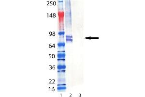 Western Blot analysis of Perforin (mouse) mAb (CB5. (Perforin 1 antibody  (AA 98-534))