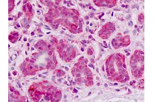 Anti-ESYT2 / E-Syt2 antibody IHC staining of human breast, epithelium. (FAM62B antibody  (AA 564-921))
