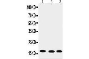 Western Blotting (WB) image for anti-Ubiquitin-Conjugating Enzyme E2I (UBE2I) (AA 108-122), (C-Term) antibody (ABIN3042573) (UBE2I antibody  (C-Term))