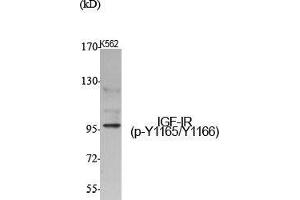 Western Blot (WB) analysis of specific cells using Phospho-IGF-IR (Y1165/Y1166) Polyclonal Antibody. (IGF1R antibody  (pTyr1165, pTyr1166))