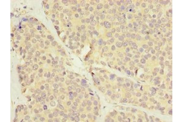 LRRC8E antibody  (AA 353-630)