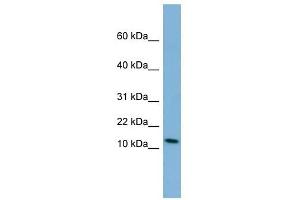 PYY antibody used at 1 ug/ml to detect target protein. (Peptide YY antibody  (Middle Region))