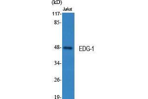 Western Blot (WB) analysis of specific cells using EDG-1 Polyclonal Antibody. (S1PR1 antibody  (Ser311))