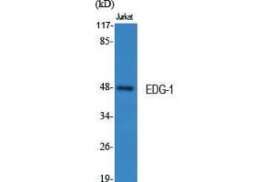 Western Blot (WB) analysis of specific cells using EDG-1 Polyclonal Antibody.