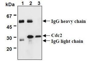 Western Blotting (WB) image for anti-Cyclin-Dependent Kinase 1 (CDK1) (AA 30-57), (AA 42-49) antibody (ABIN1449303)
