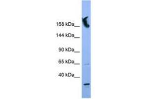 Image no. 1 for anti-Nucleoporin 155kDa (NUP155) (N-Term) antibody (ABIN6746368) (NUP155 antibody  (N-Term))