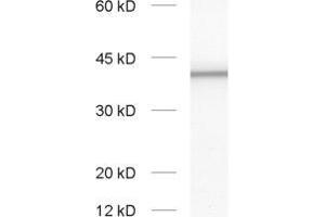 dilution: 1 : 1000, sample: synaptic vesicle fraction of rat brain (LP2) (Slc30a3 antibody  (AA 2-75))