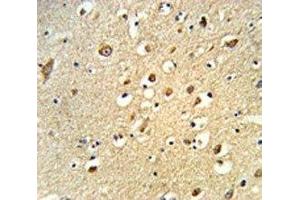 IHC analysis of FFPE human brain tissue stained with OGT antibody (OGT antibody  (AA 1017-1046))