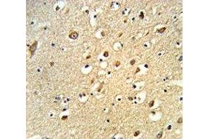 IHC analysis of FFPE human brain tissue stained with OGT antibody