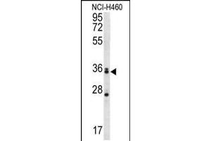 Western blot analysis in NCI-H460 cell line lysates (35ug/lane). (MBNL3 antibody  (AA 251-280))