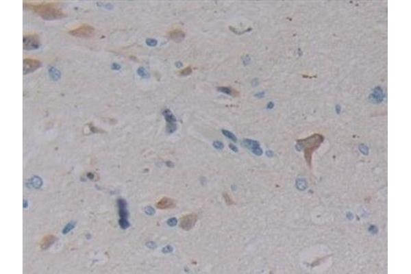 NPY antibody  (AA 30-97)