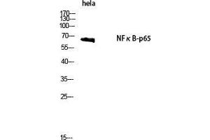 Western Blot (WB) analysis of HeLa cells using NFkappaB-p65 Polyclonal Antibody. (NF-kB p65 antibody  (Thr73))